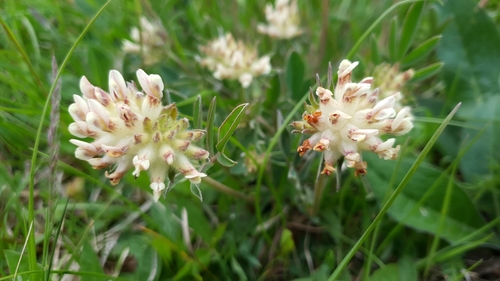 Common Kidney-Vetch