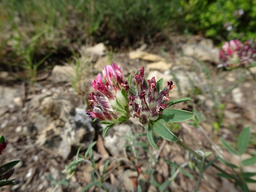 Common Kidney-Vetch
