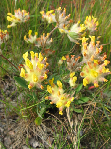 Common Kidney-Vetch