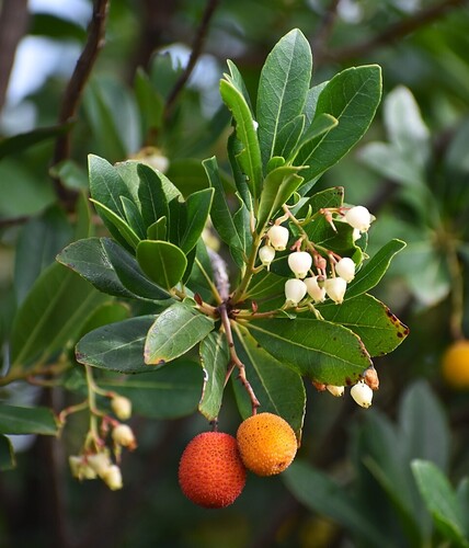 strawberry tree