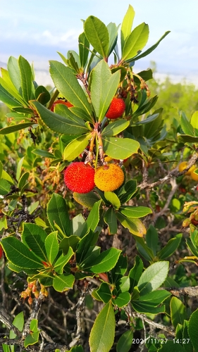 strawberry tree