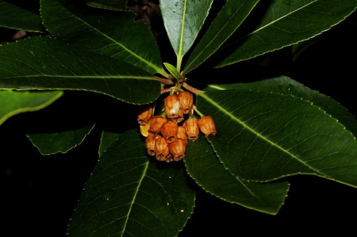 strawberry tree