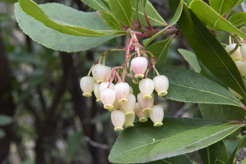 strawberry tree