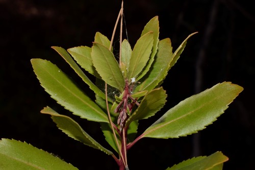 strawberry tree