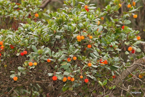 strawberry tree