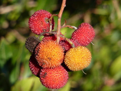 strawberry tree