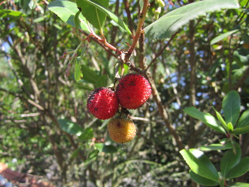 strawberry tree