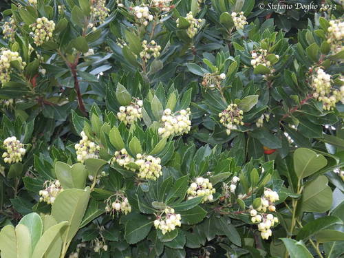 strawberry tree