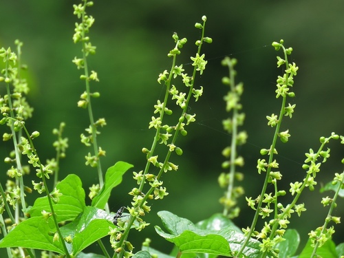 Black Bryony