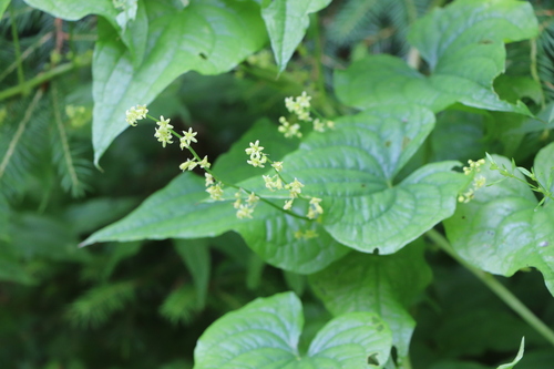 Black Bryony