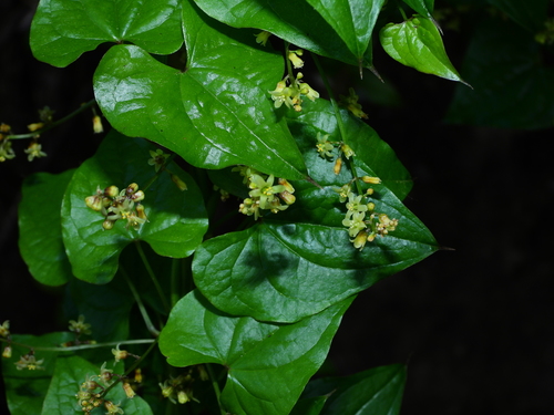 Black Bryony