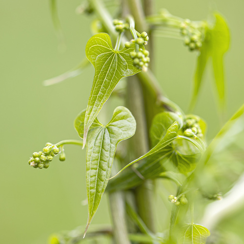 Black Bryony