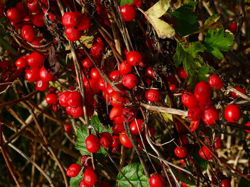 Black Bryony