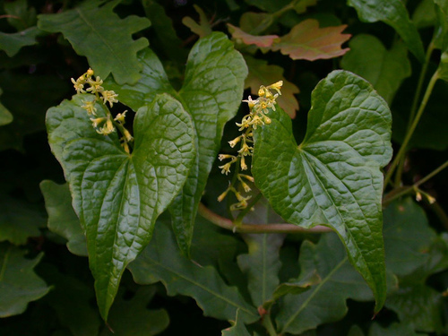 Black Bryony