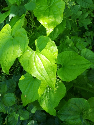 Black Bryony