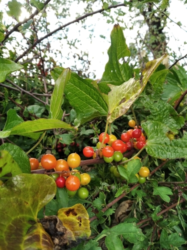 Black Bryony