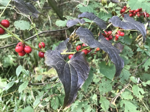 Black Bryony