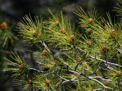 Aleppo pine
