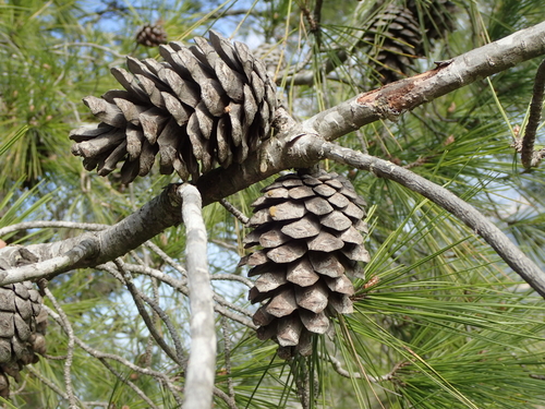 Aleppo pine