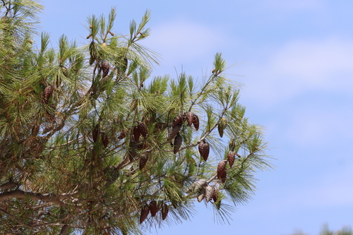 Aleppo pine