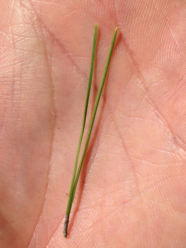 Aleppo pine
