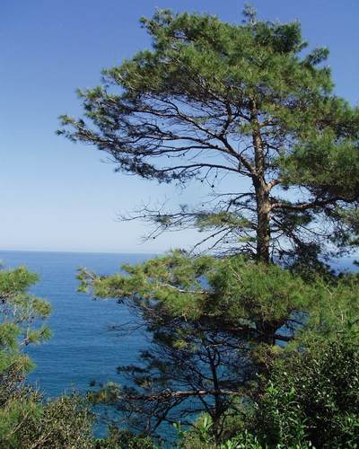Aleppo pine