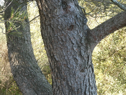 Aleppo pine
