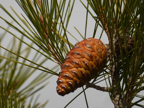 Aleppo pine