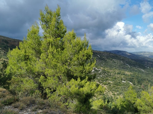 Aleppo pine