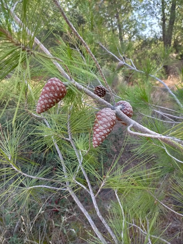 Aleppo pine
