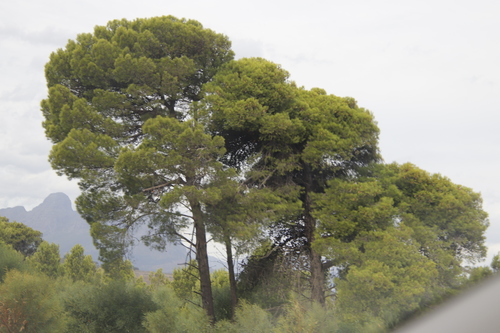 Aleppo pine