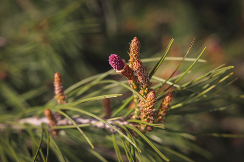 Aleppo pine