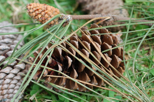 maritime pine