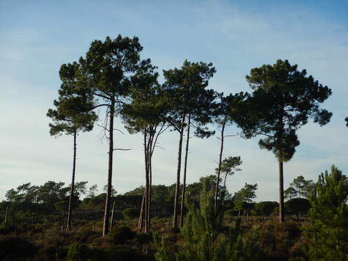 maritime pine