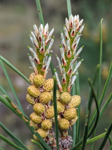 maritime pine