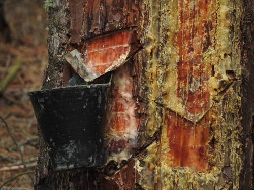 maritime pine