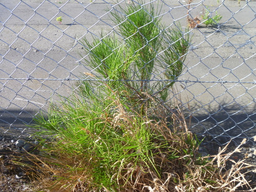 maritime pine