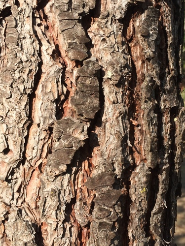 maritime pine