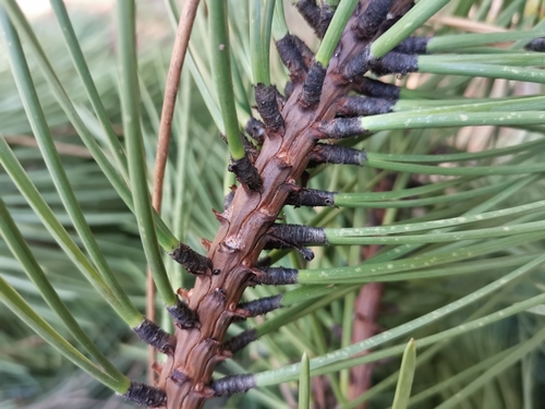 maritime pine