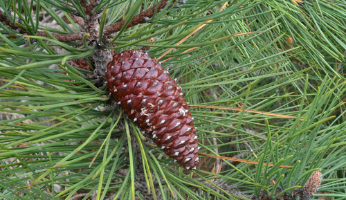 maritime pine