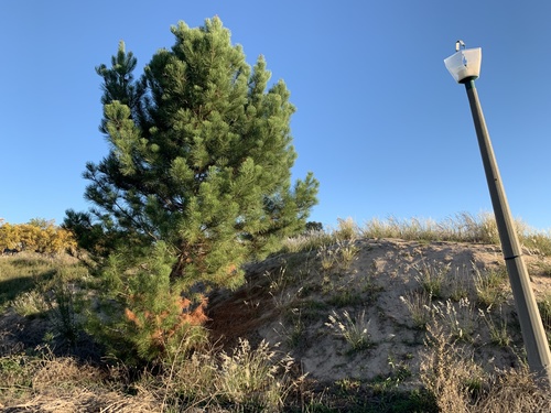 maritime pine