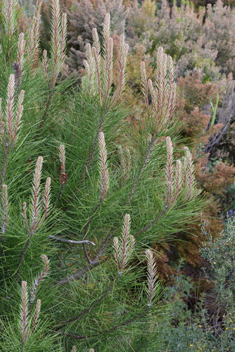 maritime pine