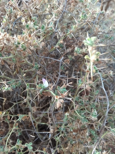 Spiny restharrow