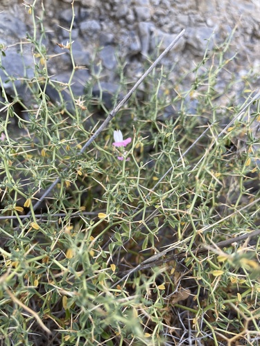 Spiny restharrow