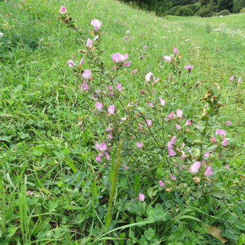 Spiny restharrow