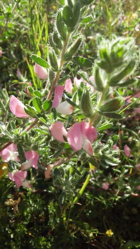 Spiny restharrow