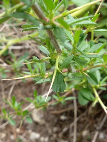 Spiny restharrow