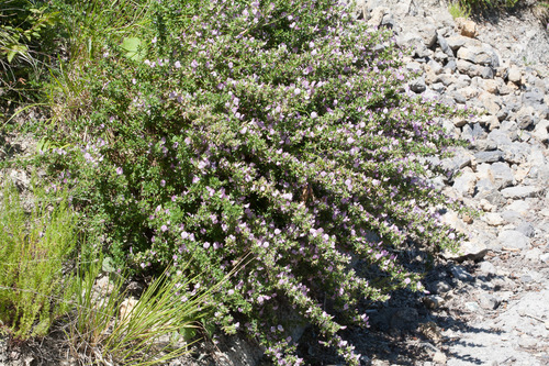 Spiny restharrow