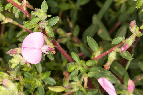 Spiny restharrow