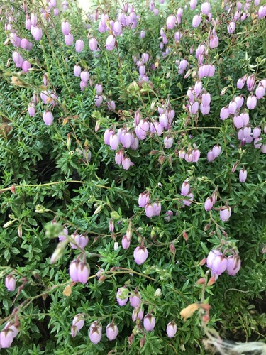 Spiny restharrow